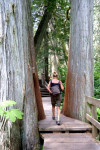 Over de boardwalk langs de red cedars